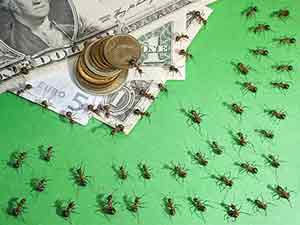 Pest Control Cost – DeKalb and Chicagoland pest control cost